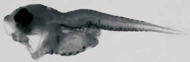 23 mm Chorion: smooth Oil globules: no oil globule Perivitelline space: small Yolk: unsegmented Fig. A YOLK SAC LARVAE Hatch size: less than 3.