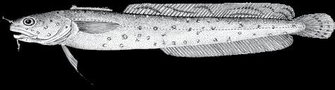 84 A guide to the eggs and larvae of 100 common Western Mediterranean Sea bony fish species LOTIDAE Gaidropsarus biscayensis (Collett, 1890) En: Mediterranean bigeye rockling Fr: Motelle Sp: Barbada