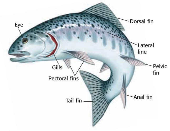 III. Fish Characteristics A. Making Sense of the World Fishes have a brain that keeps track of information coming in from the senses. B. Most fishes also have a lateral line system.