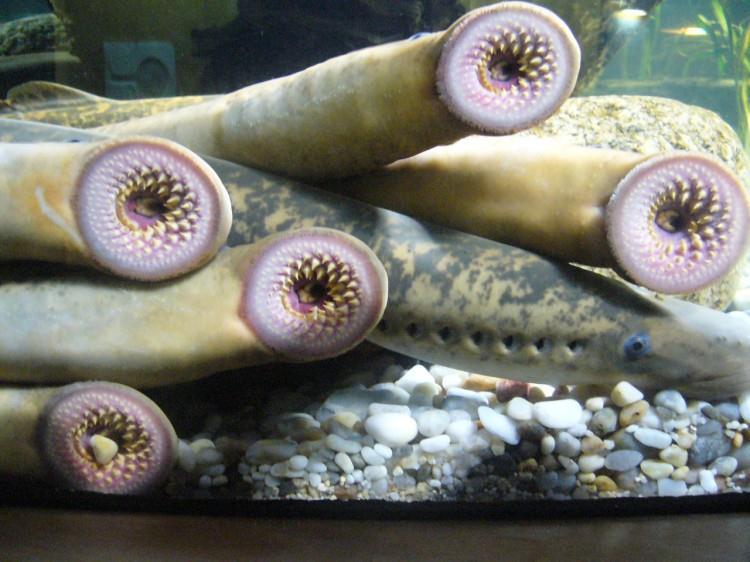 lampreys. 1. Hagfish and lampreys are eellike.