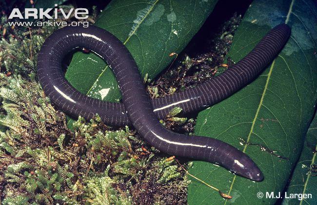 VII. Kinds of Amphibians A. Caecilians: Caecilians live in tropical areas of Asia, Africa, and South America.