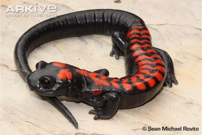 Salamanders: As adults, most salamanders live under stones and logs in the woods of North America.