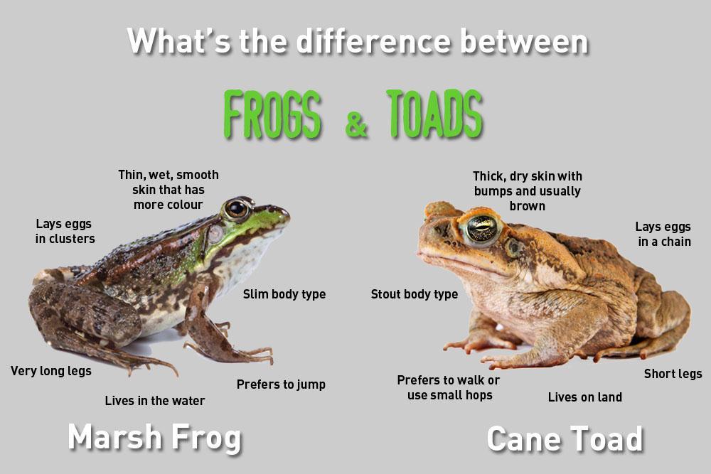 VII. Kinds of Amphibians C. Frogs and Toads: About 90% of all amphibians are frogs or toads. They live all over the world, except in very cold places. 1.