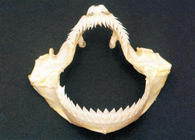 Fig. 3 - Set of jaws of the kitefin shark,
