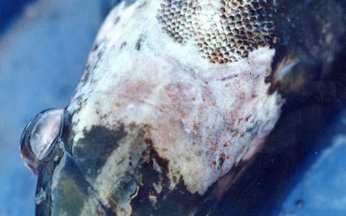 3.2.14 Sea Lice Parasitism - 8 Figure 1.