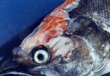 Lepeophthirus salmonis on adult sockeye salmon.