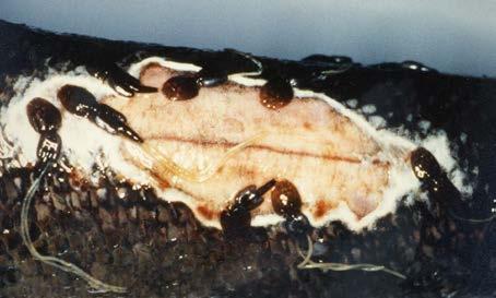 salmonis associated with the open dorsal lesion.