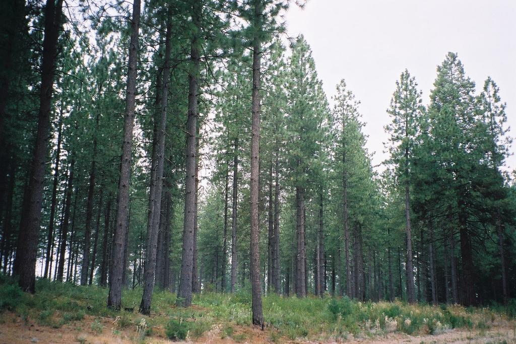 Interesting Fact: It can take 40-50 years for a ponderosa pine to grow to its tallest height.