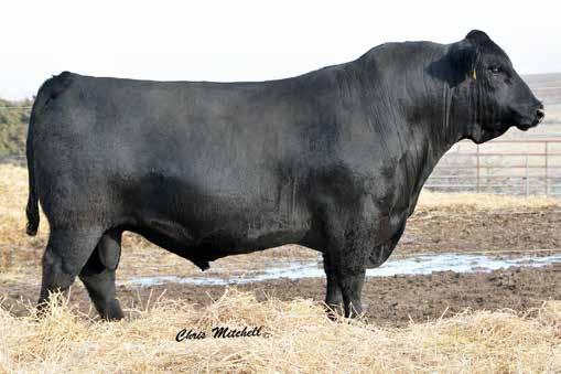 DCSF Post Rock Highly Focused Highly Focused has been coined as the calving ease specialist in the Balancer world. He sires cattle that come easy and get up and grow.