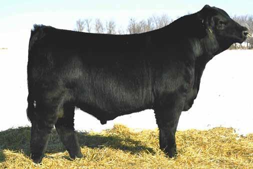 EGL Barrett B050 Another one of the largest sire groups in the sale. This Balancer sire is packed with powerful performance and eye appeal, and backed by excellent EPD s.