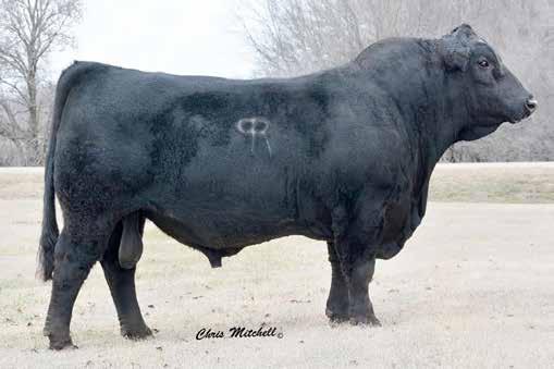 DCSF Post Rock Astronaut 157A Astronaut is just one of those bulls that only comes along so often, even in the most focused breeding programs.