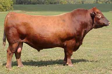 Koupals B&B Titan 3013 Low birth and tremendous growth in this outcross genetic package.