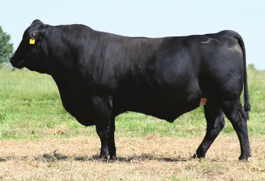 AHL Tenderloin Tenderloin is exceptional in the numerical values he offers. Cattle out of Tenderloin have outstanding growth, and he s one of the leading A.I. carcass sires.