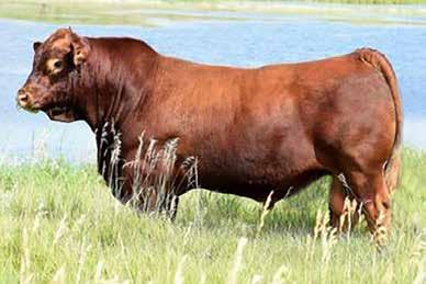 MDR Red Okie 2842Z If you re looking for red ones, you ll love the Okie cattle. Okie is a big footed, stout, wide made bull with loads of mass.