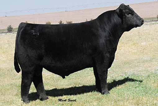 43 65 90 1 10 35 15 85 10 10 30 10 Hot Lotto 1401 is an owned son of the popular Angus sire Barstow Cash. Lotto adds tremendous thickness, soundness, bone, foot size and fleshing ability.