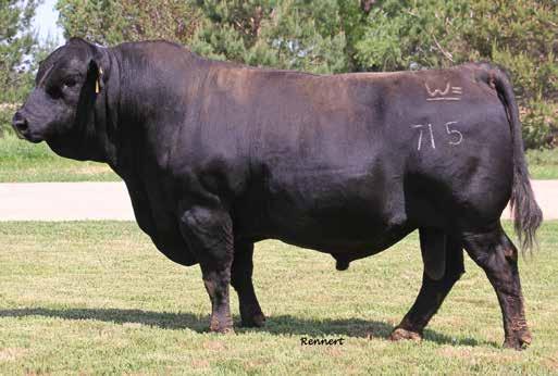 CTR Good Night 715T Another large sire group by CTR Good Night 715T. His sons are backed by a proven time, tested cow family.