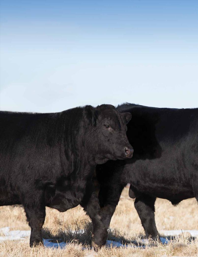 Welcome to the 2015 Belvin Angus Bull Sale It goes without saying that this is one of the most exciting times any of us have ever experienced in the cattle industry.