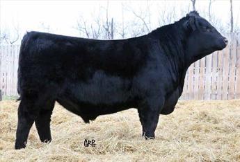 He combines top notch calving ease with growth and style.