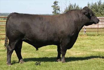 His sons are some of the features in this year s sale, powerfully made individuals with muscle, thickness and great