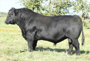 REFERENCE Duralta 56S Yellowstone 136X Yellowstone 136X was purchased from the 2011 Duralta Farms Bull Sale.