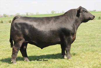 REFERENCE Ring Creek El Tigre 9X El Tigre 9X was purchased with Twin Rivers Livestock as one of the top bulls at