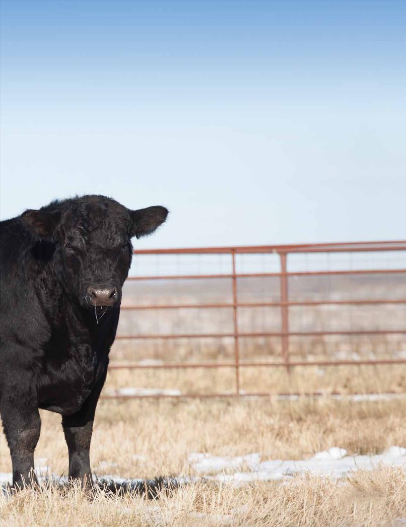 MARCH 3, 2015 AT THE FARM sale information Belvin Third Annual BULL*SALE 61 ANGUS BULLS SELL SALE LOCATION Exit from Queen Elizabeth #2 at Bowden Go east 3 miles (5 km) on Highway 587 to Rge Rd 285