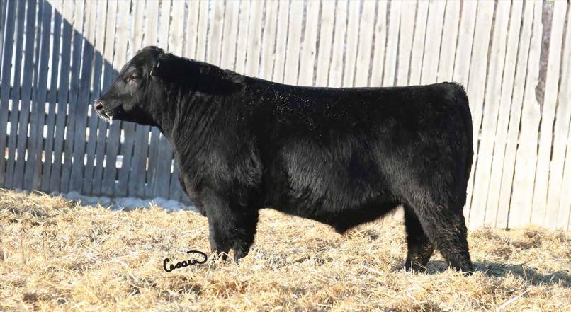 CALVED JAN 02, 14 GDH 3B #1785579 BW: 70 ADJ. 205 DAY WT: 681 BW -0.8 WW 36 YW 87 MM 26 TM 44 CED 7.0 CEM 4.0 Kill Switch 3 14 is a top calving ease bull, featuring a -0.
