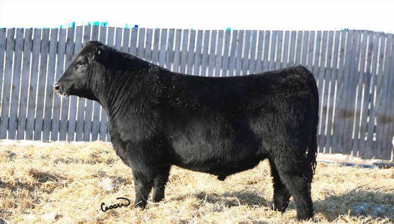 CALVED JAN 03, 14 GDH 6B # 1785580 BW: 72 ADJ. 205 DAY WT: 699 BW -0.1 WW 41 YW 81 MM 12 TM 33 CED 5.0 CEM 4.0 Bellagio 6 14 is one of the standouts in the sale.