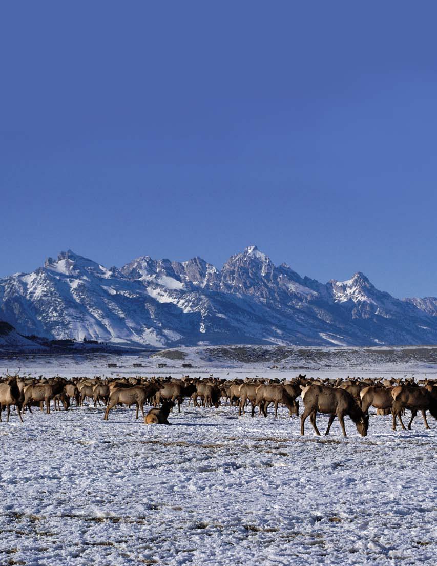 National Elk Refuge, WY.