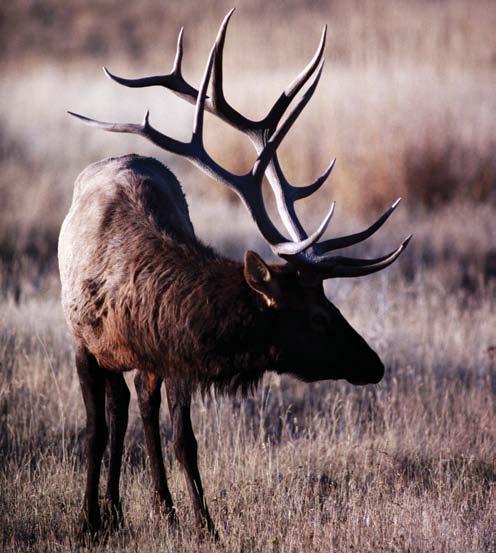 21. Recommend improved and enhanced access to public lands where hunting is allowed.