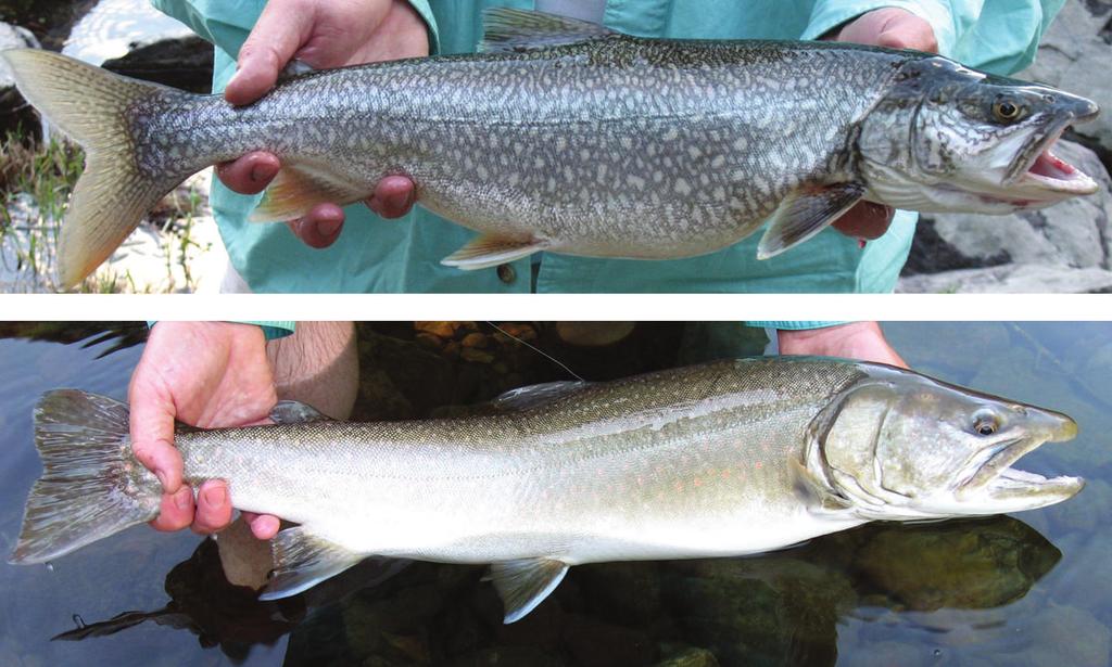 Figure 1. Lake trout Salvelinus namaycush (top panel) and bull trout Salvelinus confluentus (bottom panel) from Quartz Lake, Glacier National Park, Montana, in 2006. (Crossman 1995; Martinez et al.