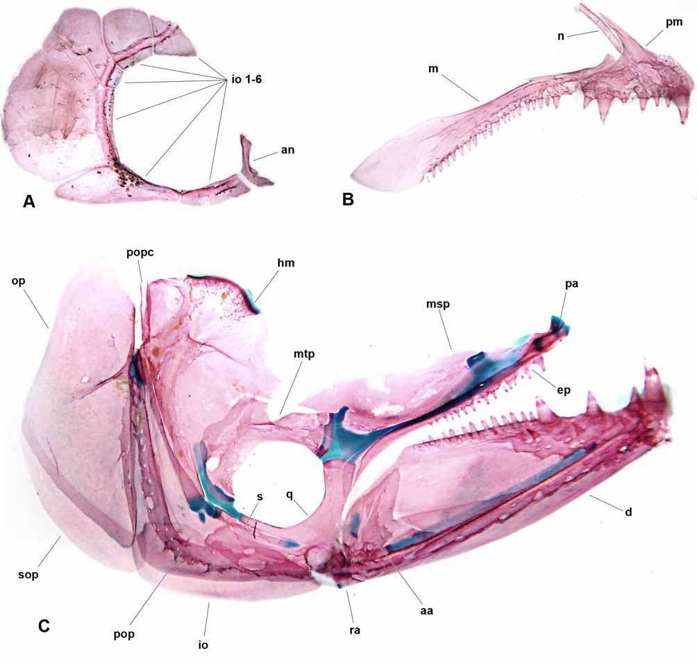 FIGURE 2. Infraorbital series (A). Upper jaw (B) and suspensoriun (C) of Oligosarcus perdido. Paratype LIRP 5896, 53.4 mm SL. All right lateral views.