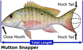 Fish Length-Total Length Total Length Species Include: