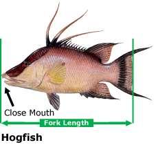 Fish Length-Fork Length Fork Length Species