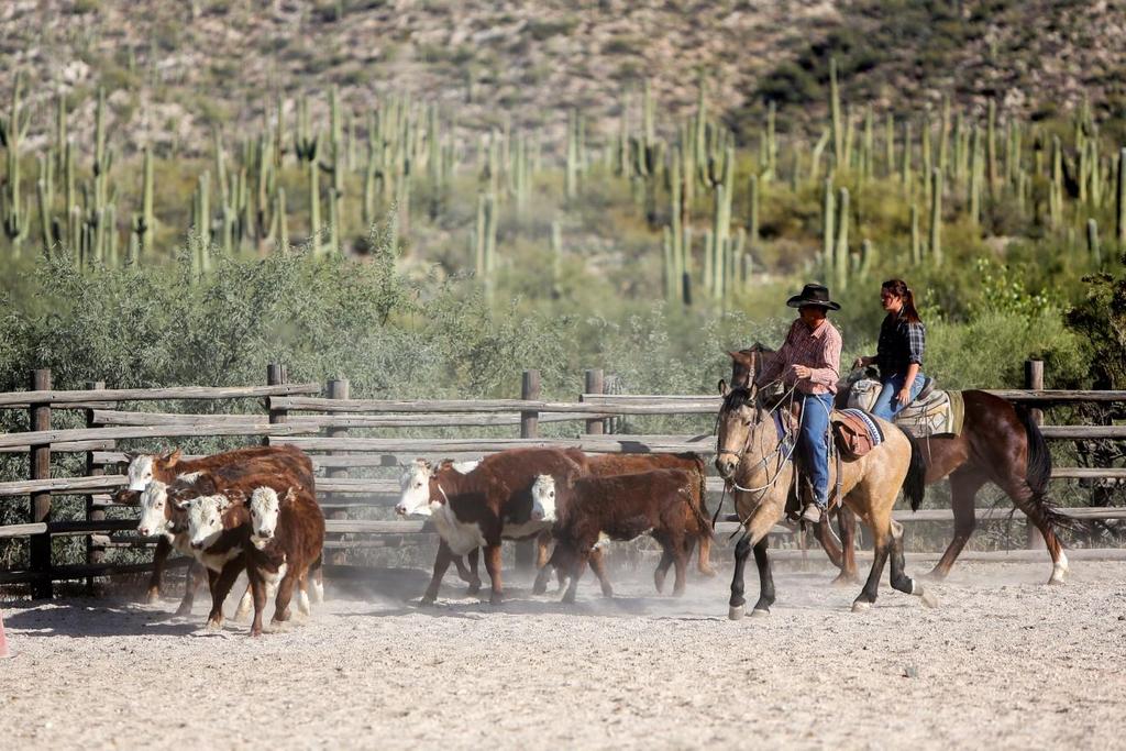 CERTIFICATE TANQUE VERDE RANCH 2016 PRIVATE TEAM BUILDING & ACTIVITIES GUIDE Tanque Verde Ranch offers an array of daily scheduled activities that is included with the