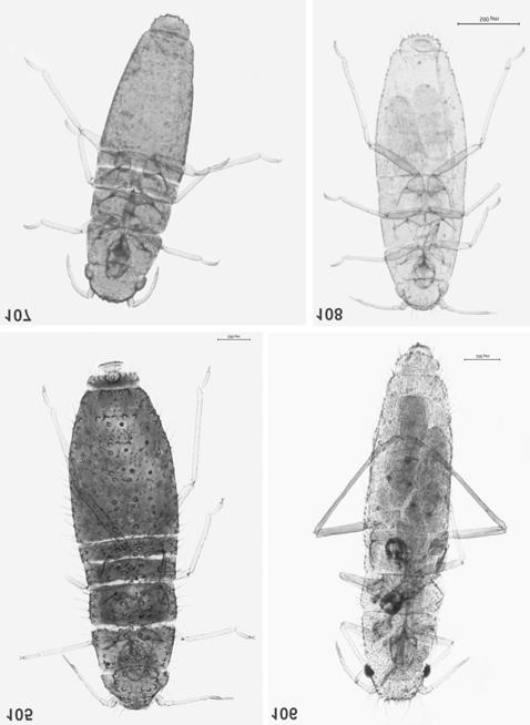 257 Fig. 105. A. hirtellus oviparous female Fig. 106. A. karakumi apterous viviparous female Fig. 107. A. persianus apterous viviparous female Fig.