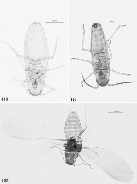 258 Fig. 109. A. serrulatus alate viviparous female Fig. 110.