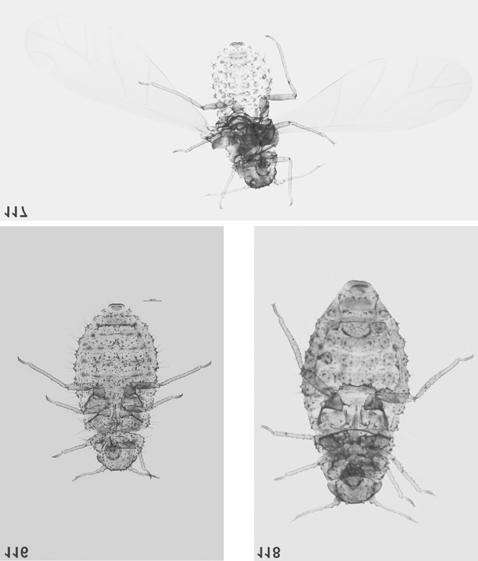 260 Fig. 116. Ch. berlesei apterous viviparous female Fig. 117. Ch. berlesei alate viviparous female Fig.