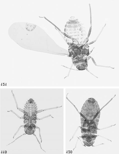 Fig. 119. Ch. berlesei male Fig. 120. Ch. longirostris apterous viviparous female Fig.