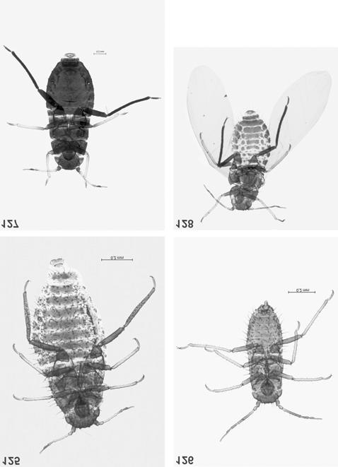 Fig. 125. Ch. stipae oviparous female Fig. 126. Ch. stipae male Fig. 127. Ch. stipae subsp.