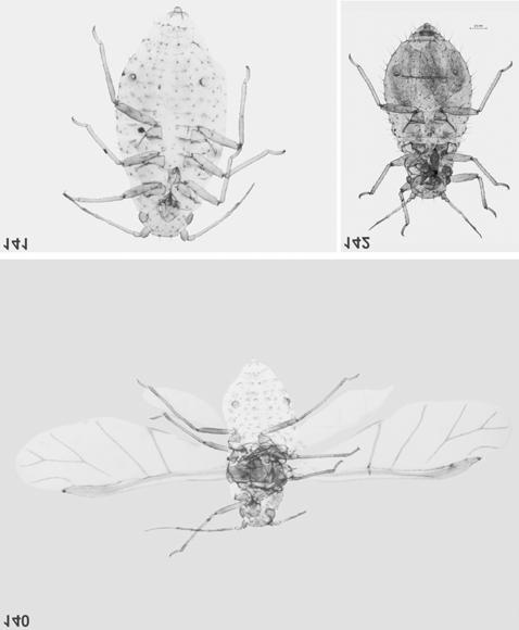 Fig. 140. S. (S.) flava alate viviparous female Fig. 141. S. (S.) flava oviparous female Fig.