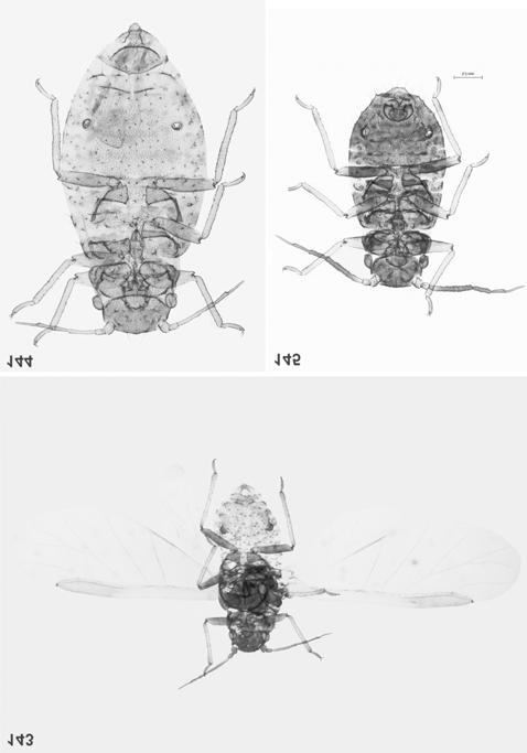 268 Fig. 143. S. (S.) glyceriae alate viviparous female Fig. 144.