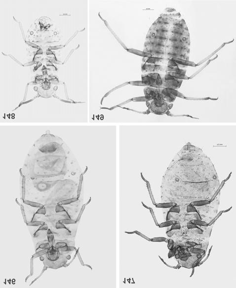 Fig. 146. S. (S.) littoralis apterous viviparous female Fig. 147. S. (S.) littoralis oviparous female Fig.