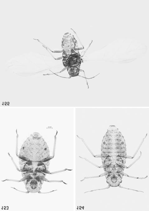 Fig. 153. S. (R.) burakowskii apterous viviparous female Fig. 154. S. (R.) elegans apterous viviparous female Fig.