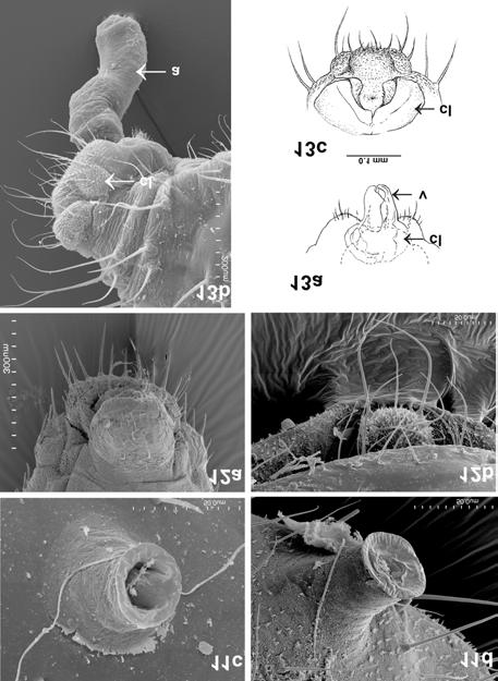 Fig. 11. Siphunculus: c sligtly elewated with surface smooth S. (R.) maydis, d stump-shaped with surface densely covered with rows of short spinules and flange apically C. paniculatae (SEM) Fig. 12.