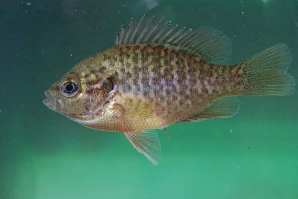 Figures 8-9. Young-of-the-year redspotted sunfish produced in 2008 were significantly larger at the time of harvest than those from the subsequent years.