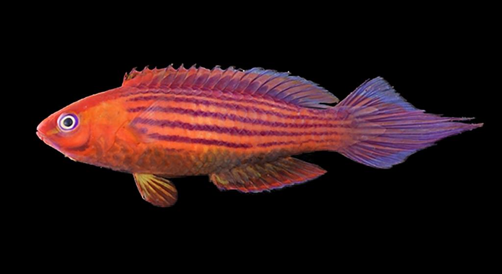 blatteus, Israel, Gulf of Aqaba (photo by J.E. Randall); E) C. roseafascia, aquarium specimen from Coral Sea, Australia (photo by Y.K. Tea); F) C.