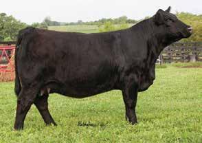 A full brother was high indeing and high selling at the 2014 IBEP performance tested bull sale.