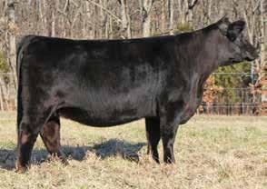 Clearwater Farms is offering choice of Heifer calf pregnancies. The options are 20/20, Uprising and Colburn Primo.
