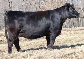 Uprising bred by Jerry Lee has set records for Art Farley and Blackford Cattle and his progeny and sons continue to ecel.